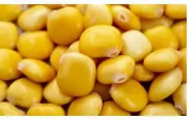 lupini